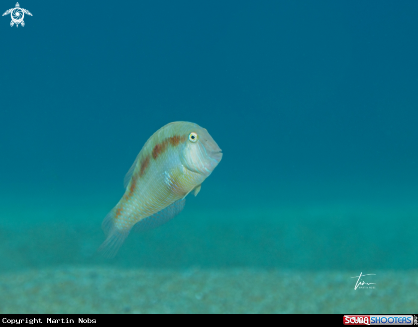 A Pearly Razorfish