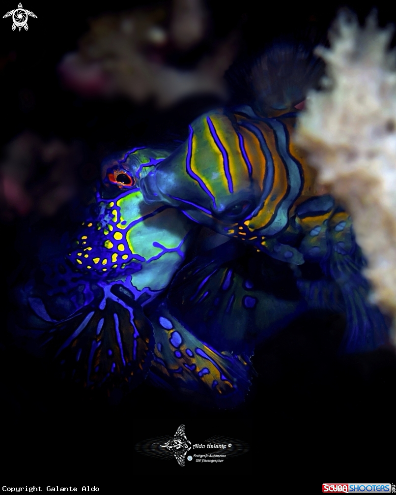 A Mandarin Fish 