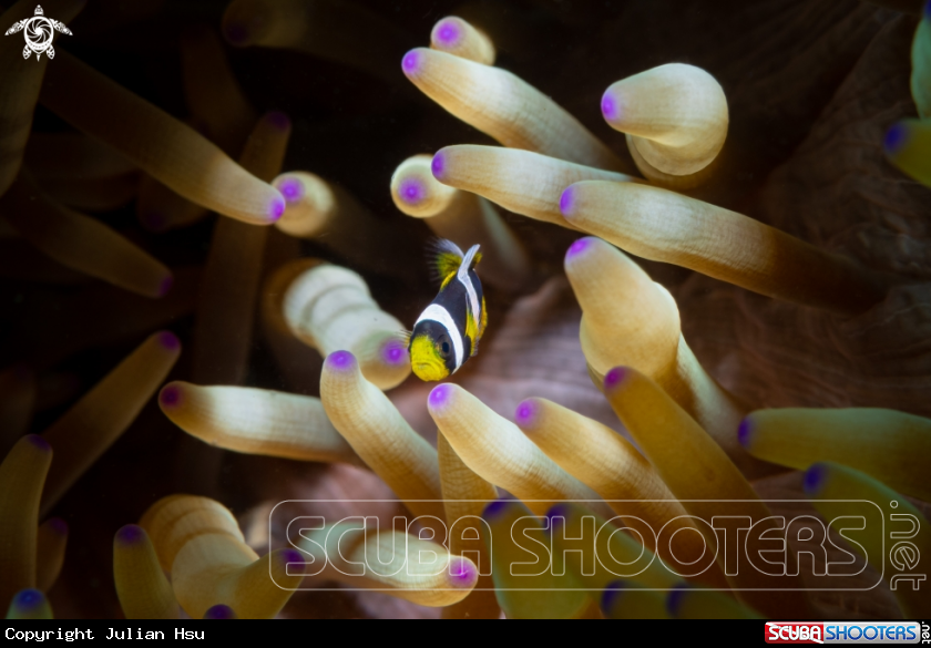 A Anemonefish