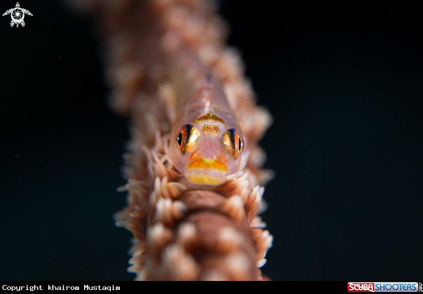 A Whip coral goby