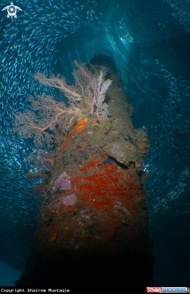 A Seafan coral