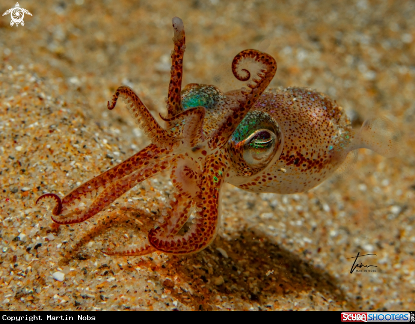 A Dwarf Bobtail Squid