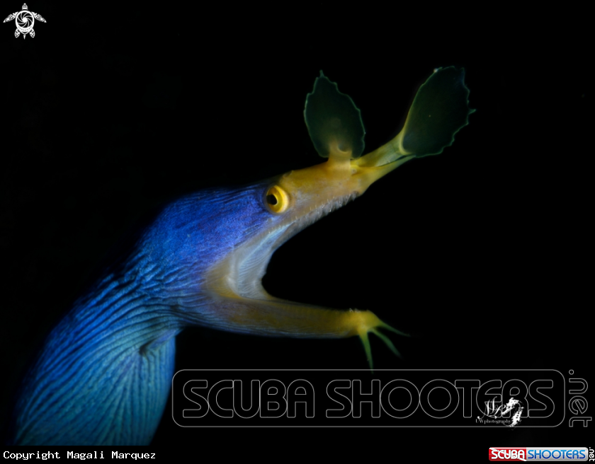 A Ribbon eel 