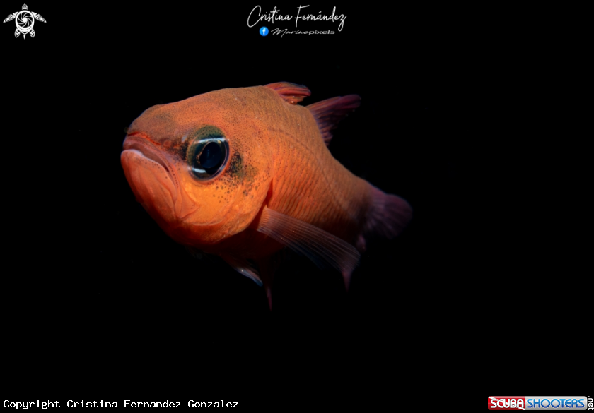 A Cardinalfish
