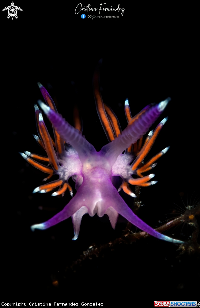 A Nudibranch