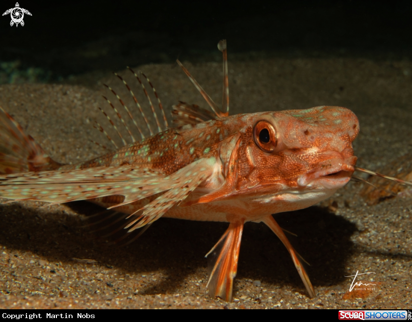 A Flying Gurnard