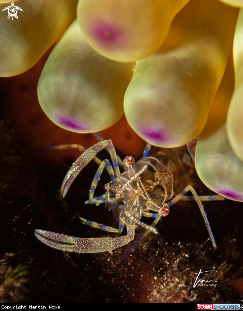 A Anemone Partnershrimp
