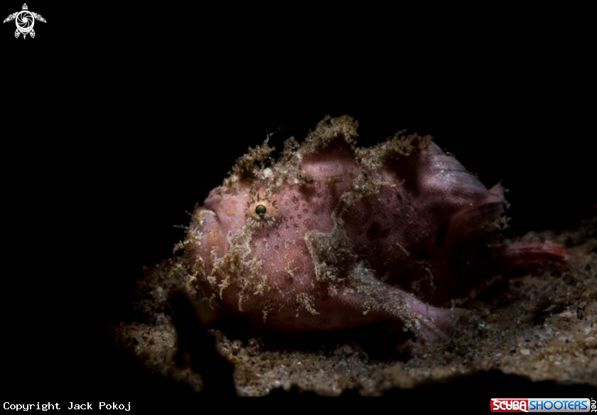 A Frogfish