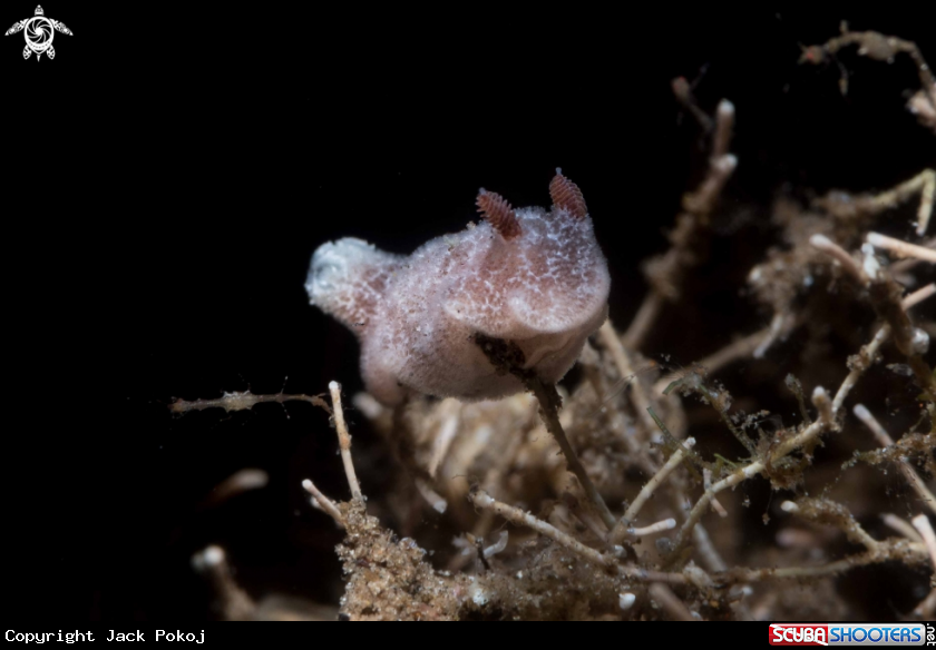 A Jorunna sp.