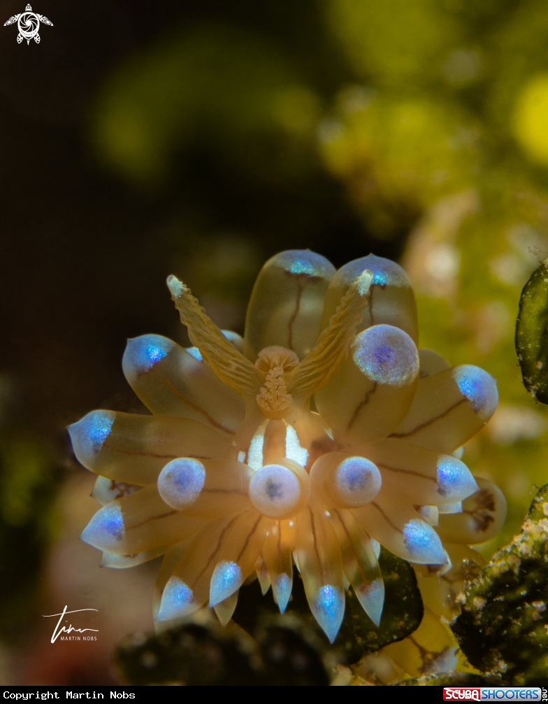 A Antiopella cristata
