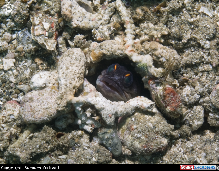 A underwater creature