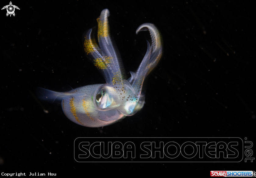 A Bigfin reef squid