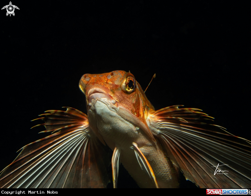 A Flying Gurnard