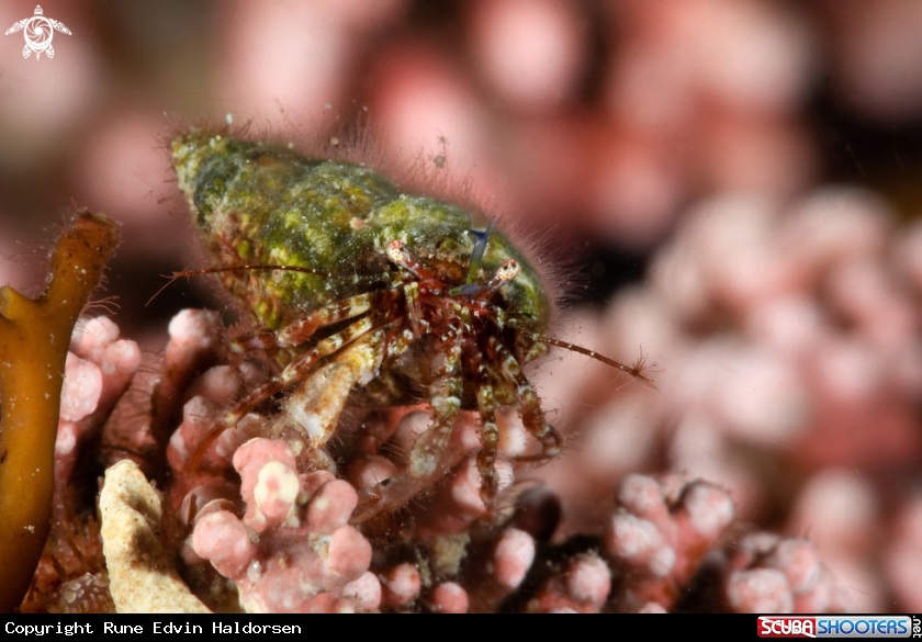 A Hermit crab