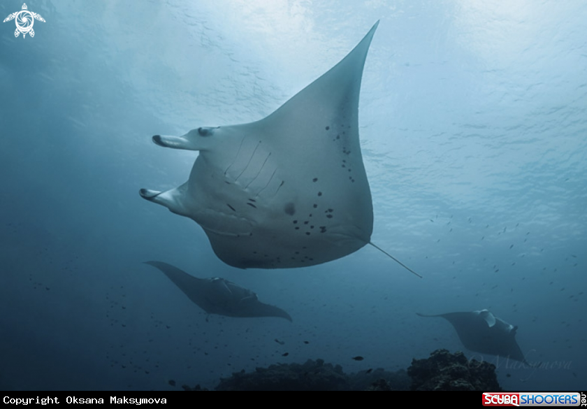 A Manta Ray Cleaning Station