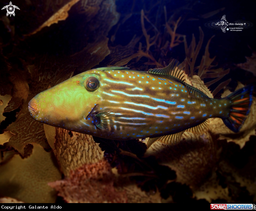 A Bluelined Leatherjacket