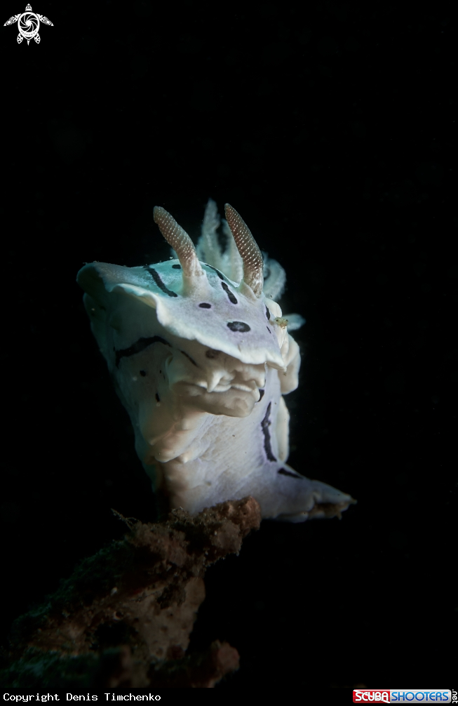 A NUDIBRANCH