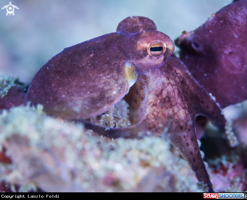 A Blue-ringed octopus 
