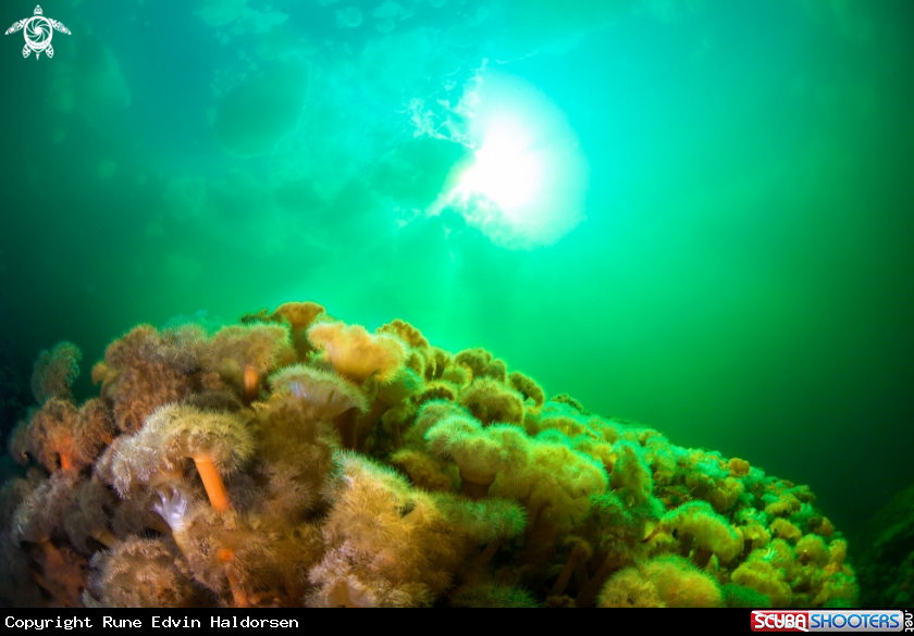 A Anemones