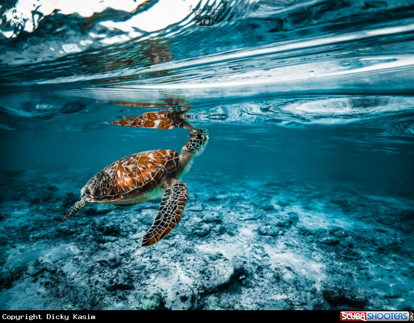 A Green Sea Turtle