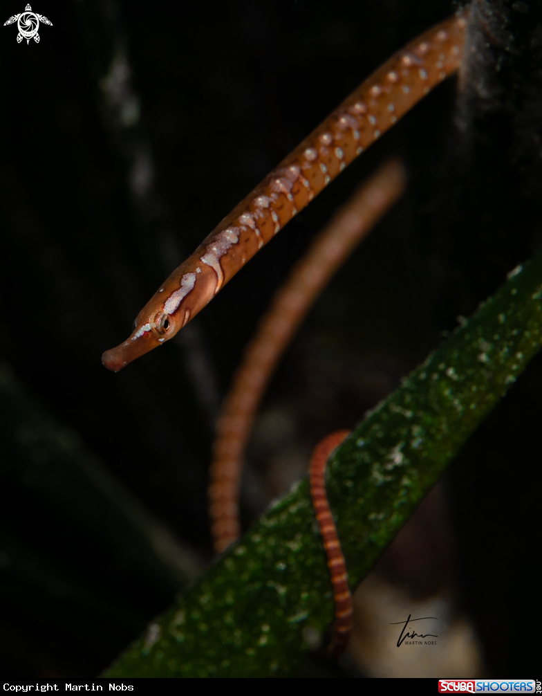 A Shortnose Pipefish
