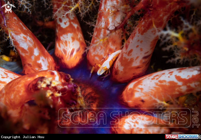 A Emperor shrimp