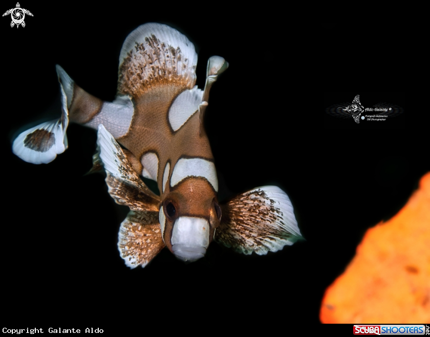 A Harlequin Sweetlips Juvenil