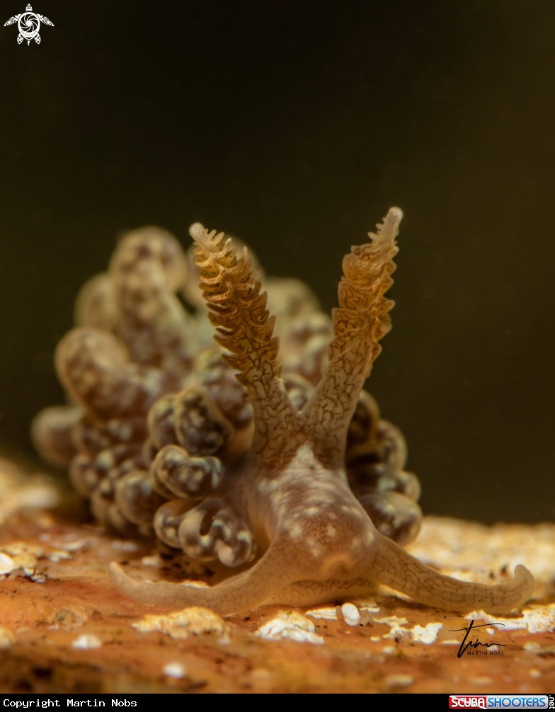 A Spurilla neapolitana