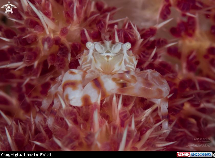 A Soft coral crab