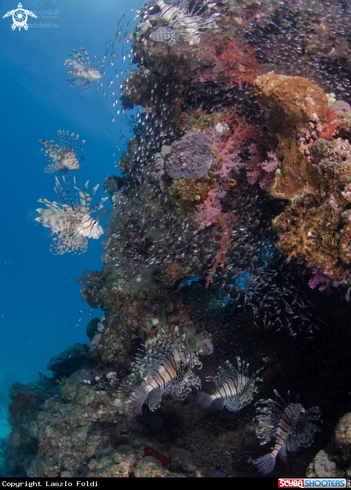A Lion fish 