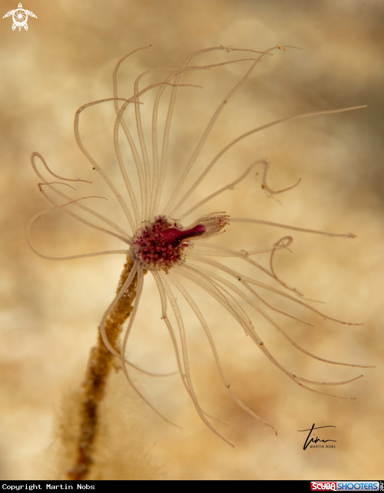 A Hydroid