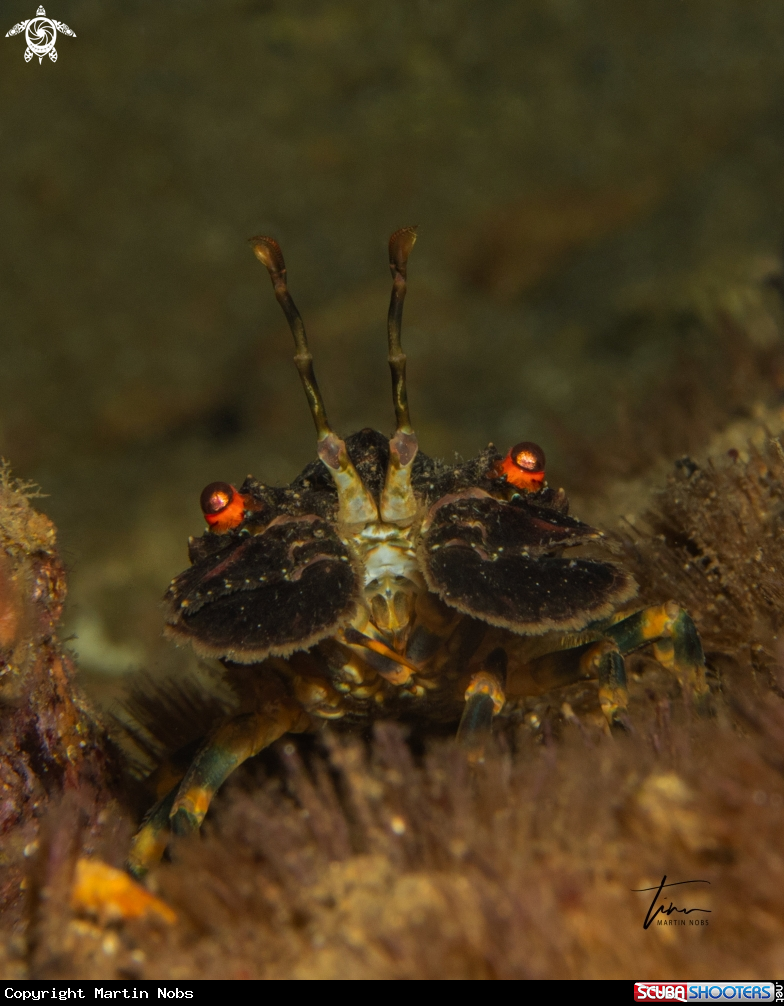A Locust Lobster