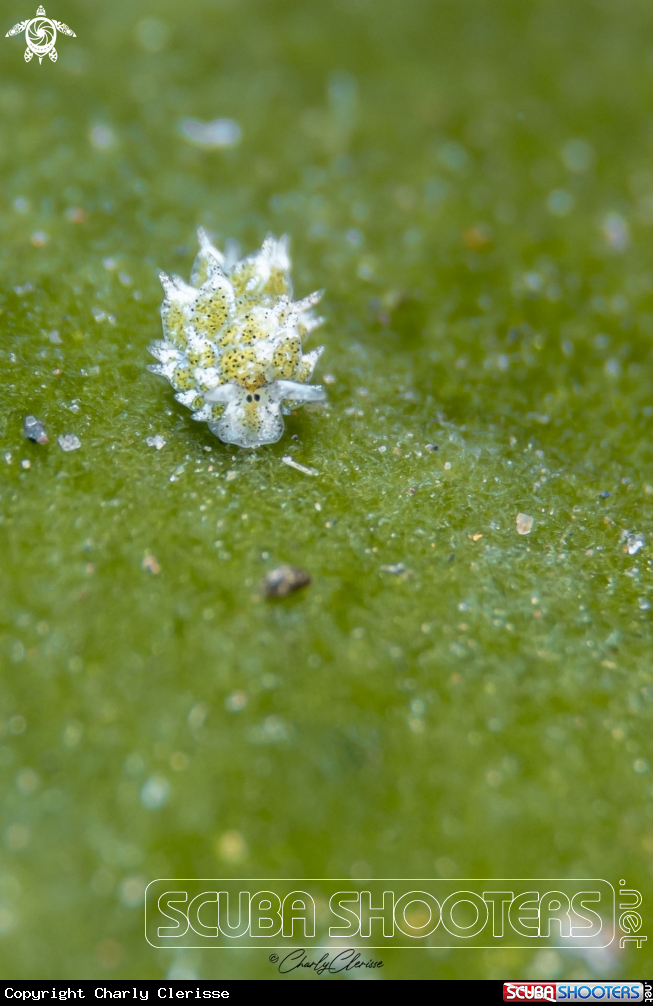 A Leaf Slug