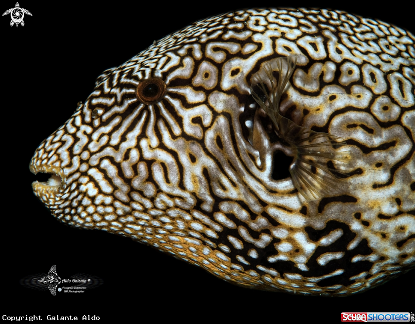 A Map Pufferfish