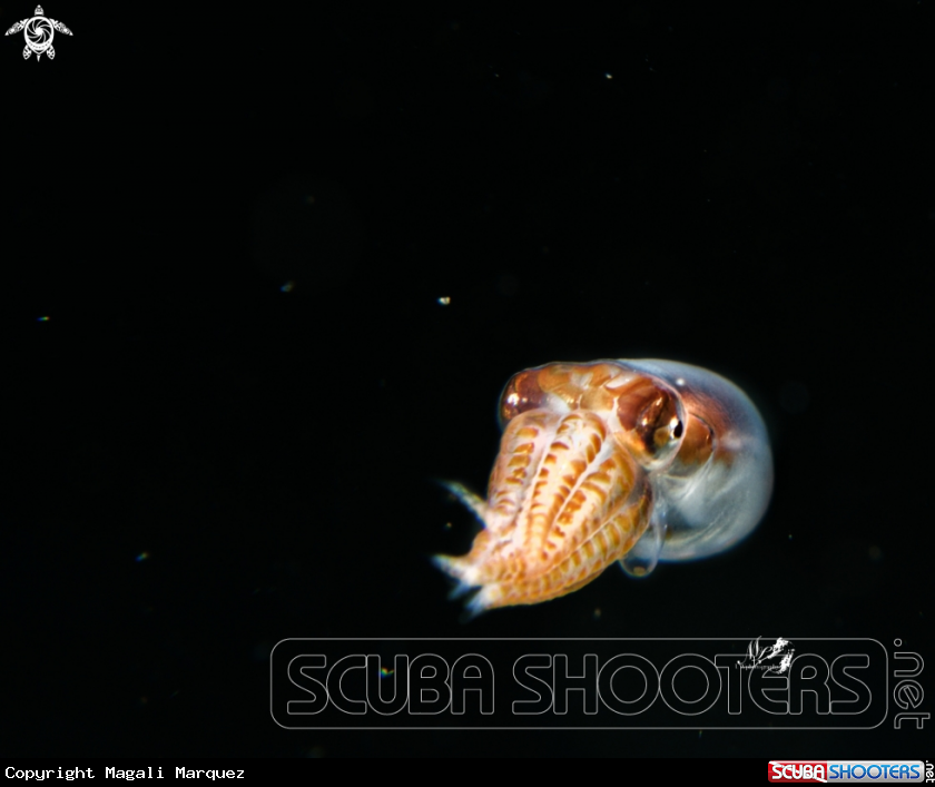 A Laval Octopus 