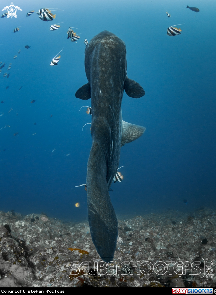 A Bump-Head Sunfish