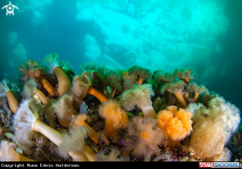A Frilled anemone