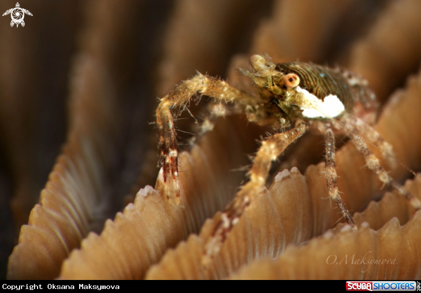 A Crab Galathea sp.