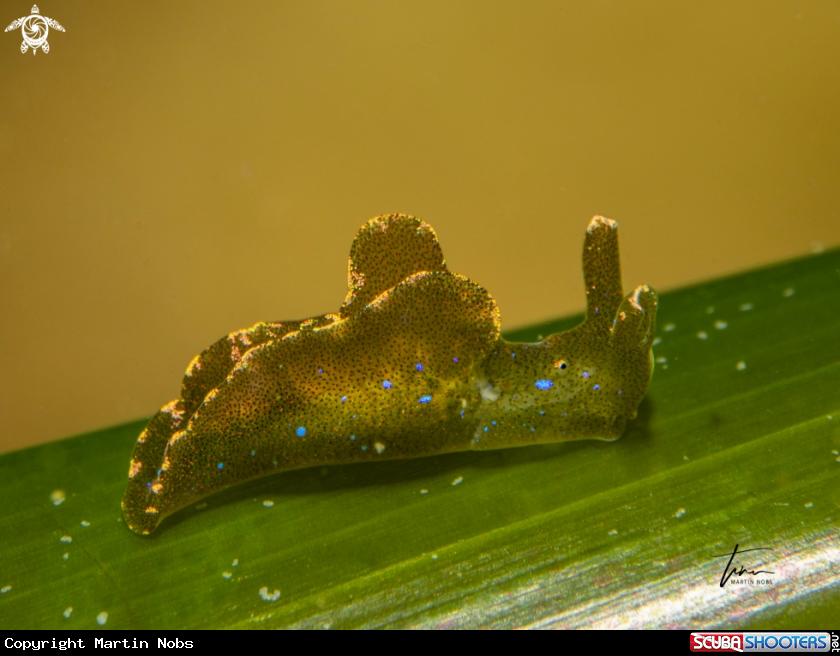 A Elysia translucens