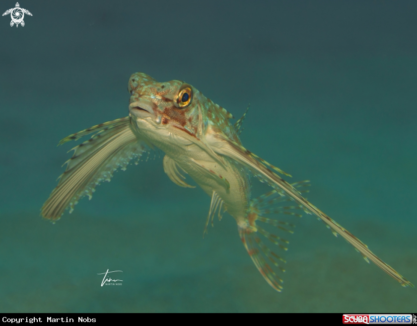 A Flying Gurnard