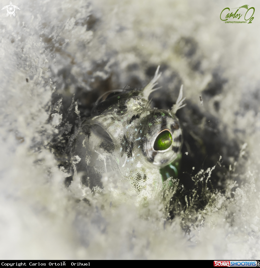 A Blenny