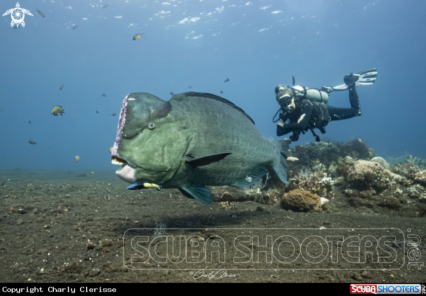 A Green Humphead Parrotfish