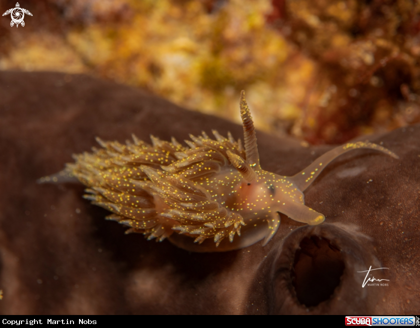 A Facelina annulicornis