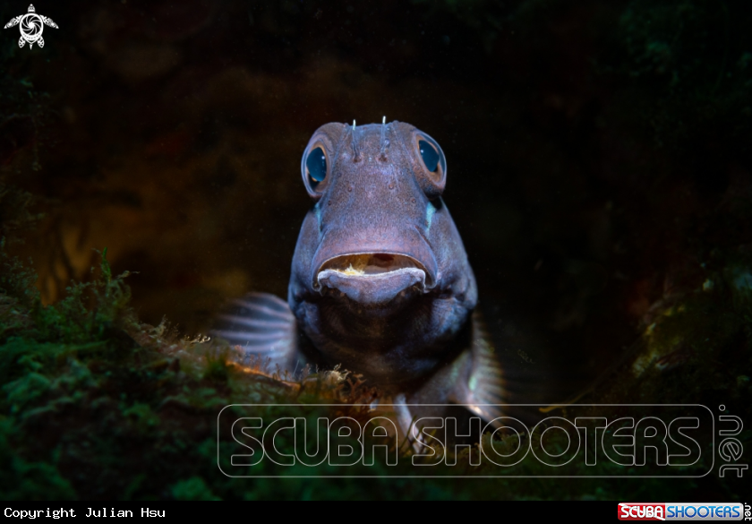 A Blenny fish