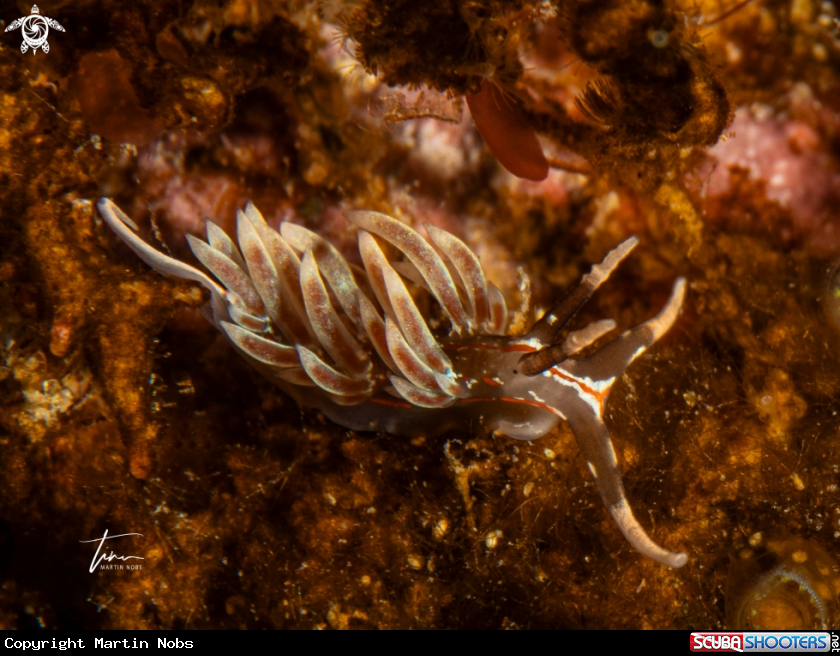 A Facelina rubrovittata