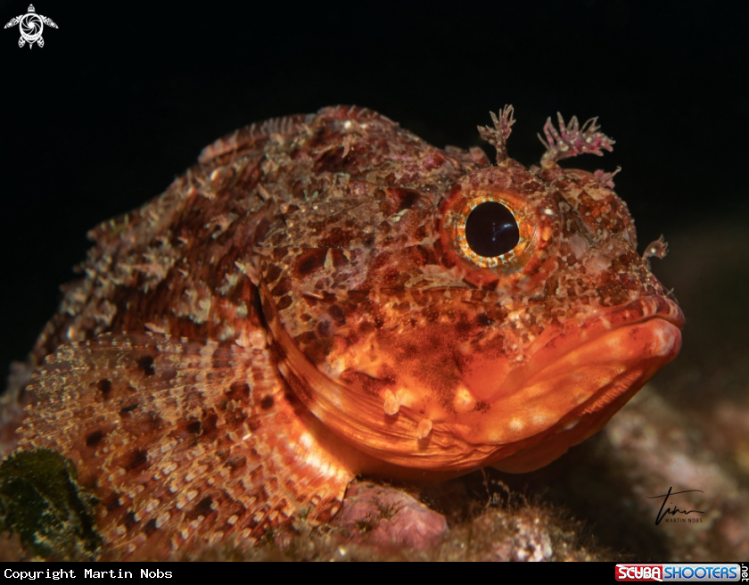 A Small red Scorpionfish