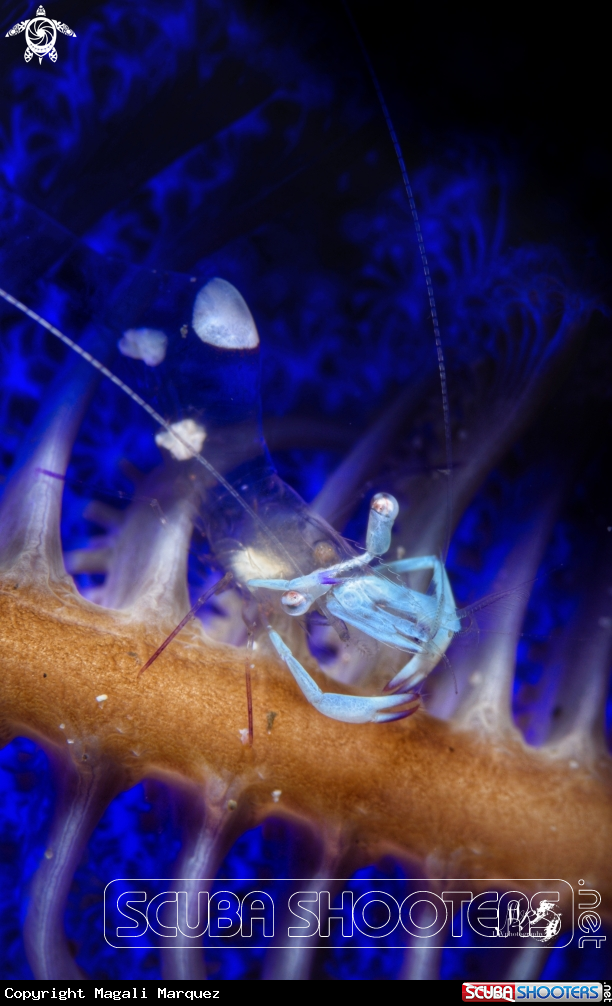 A Ancylomenes magnificus