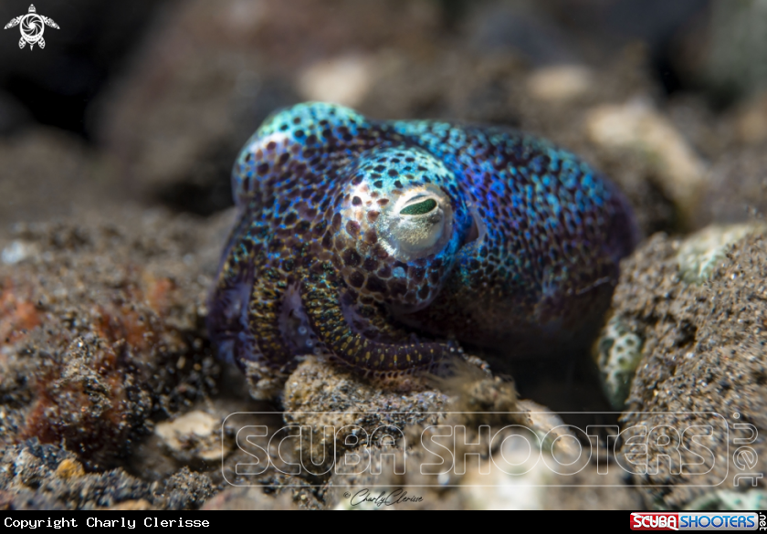 A Berry's Bobtail Squid