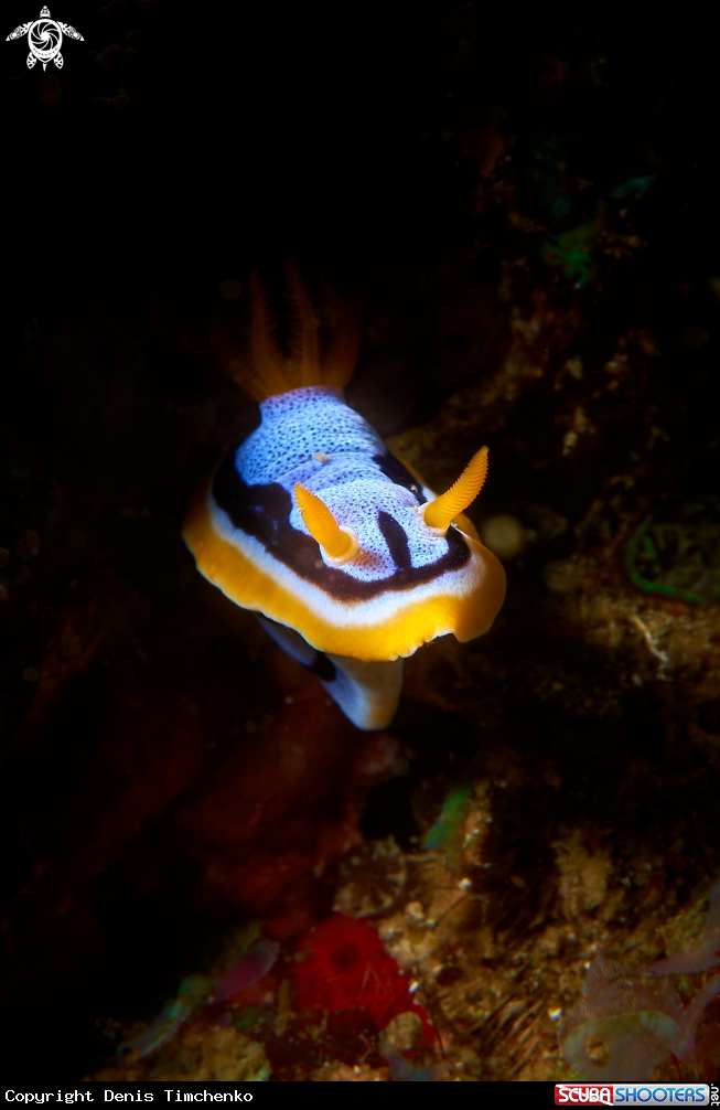 A NUDIBRANCH