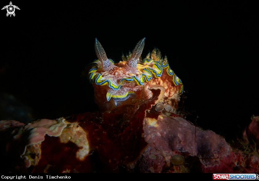 A NUDIBRANCH